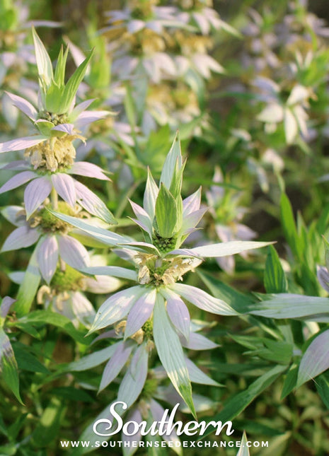 Spotted Bee Balm (Horsemint) – 50 Seeds