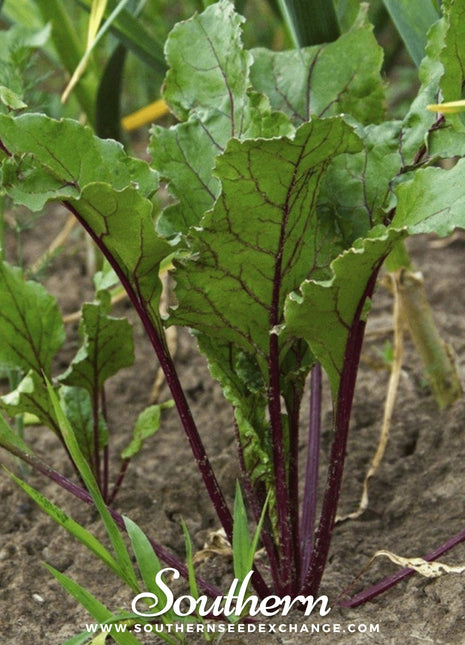 Crosby’s Egyptian Beet – 100 Seeds