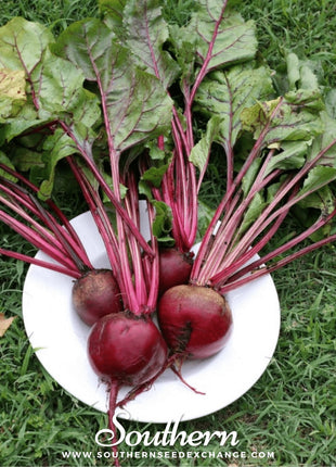 Crosby’s Egyptian Beet – 100 Seeds