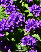 Superba Bellflower – 50 Seeds