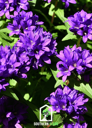 Superba Bellflower – 50 Seeds