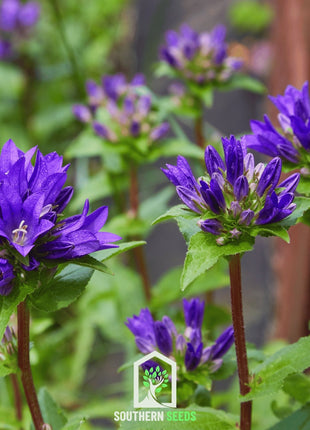 Superba Bellflower – 50 Seeds