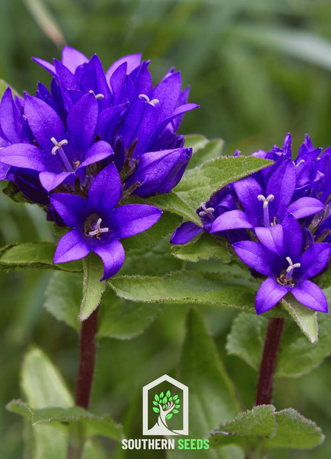 Superba Bellflower – 50 Seeds