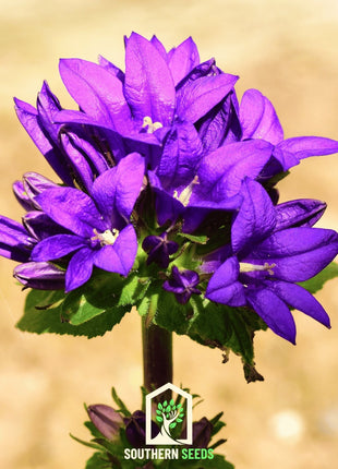 Superba Bellflower – 50 Seeds