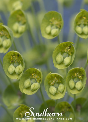 Bells of Ireland – 100 Seeds