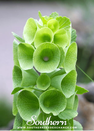 Bells of Ireland – 100 Seeds