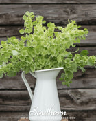 Bells of Ireland – 100 Seeds