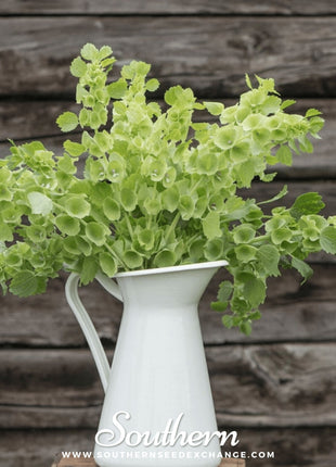 Bells of Ireland – 100 Seeds