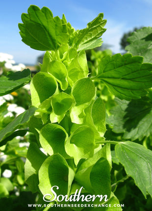 Bells of Ireland – 100 Seeds