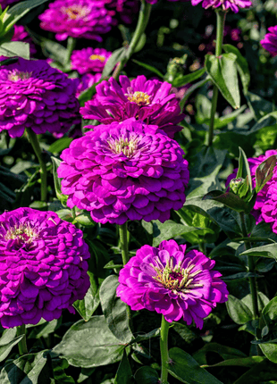 Benary Giant Purple Zinnia - 25 Seeds
