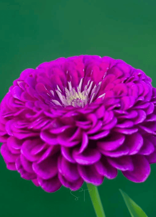 Benary Giant Purple Zinnia - 25 Seeds