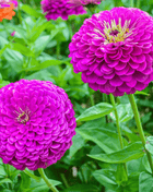 Benary Giant Purple Zinnia - 25 Seeds