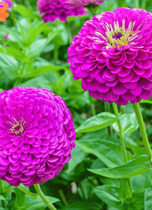 Benary Giant Purple Zinnia - 25 Seeds