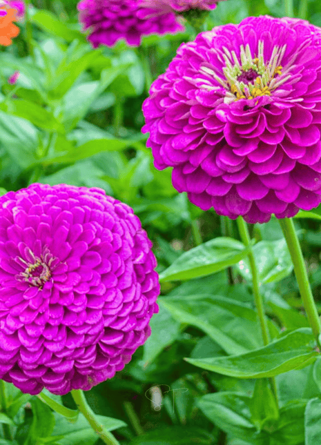 Benary Giant Purple Zinnia - 25 Seeds