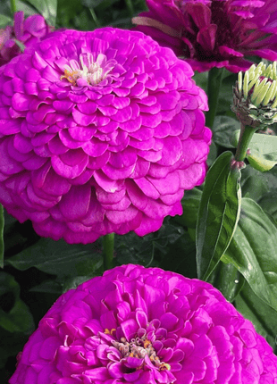 Benary Giant Purple Zinnia - 25 Seeds