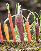 Rainbow Carrot – 100 Seeds