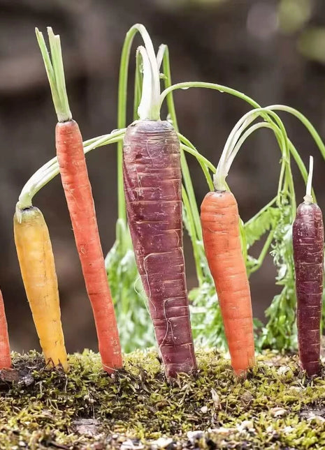 Rainbow Carrot – 100 Seeds