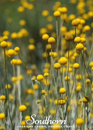 Billy Buttons (Drumsticks) – 50 Seeds