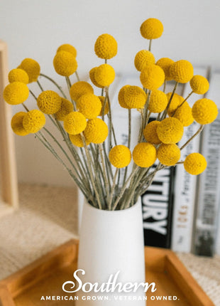 Billy Buttons (Drumsticks) – 50 Seeds