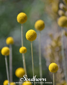 Billy Buttons (Drumsticks) – 50 Seeds