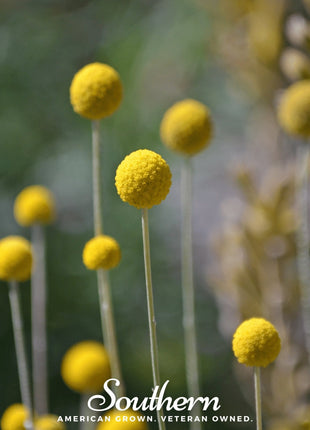 Billy Buttons (Drumsticks) – 50 Seeds