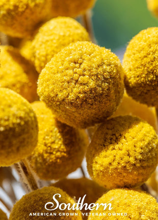 Billy Buttons (Drumsticks) – 50 Seeds