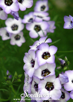 Bird's Eye – 100 Seeds