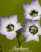 Bird's Eye – 100 Seeds