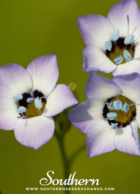 Bird's Eye – 100 Seeds