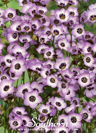 Bird's Eye – 100 Seeds