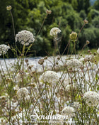 Bishop’s Flower (Wild Carrot) – 500 Seeds