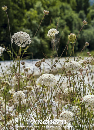 Bishop’s Flower (Wild Carrot) – 500 Seeds