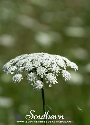 Bishop’s Flower (Wild Carrot) – 500 Seeds