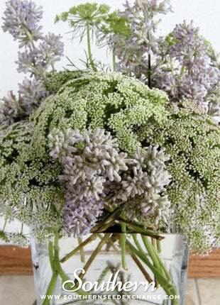 Bishop’s Flower (Wild Carrot) – 500 Seeds