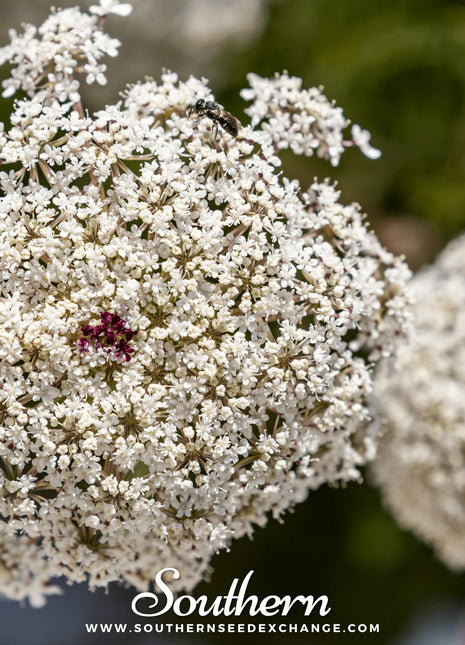 Bishop’s Flower (Wild Carrot) – 500 Seeds