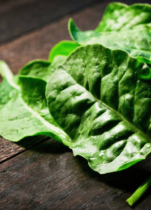 Giant Noble Spinach – 150 Seeds