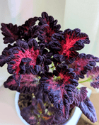 Black Dragon Coleus – 20 Seeds