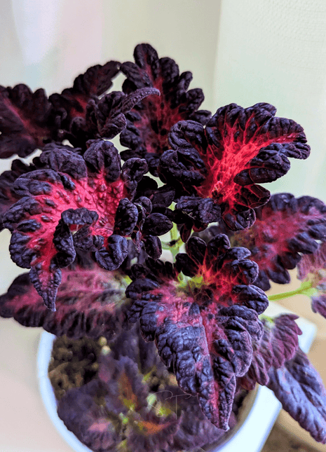 Black Dragon Coleus – 20 Seeds
