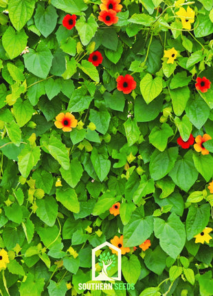 Black Eyed Susan Vine Mix – 50 Seeds