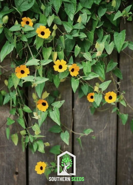 Black Eyed Susan Vine Mix – 50 Seeds