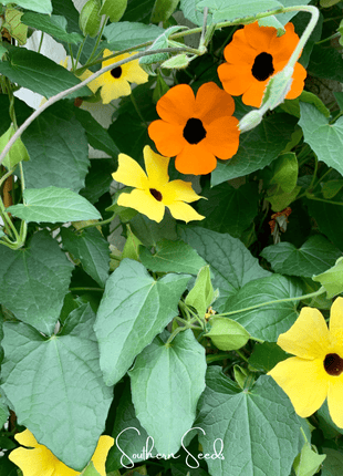 Black Eyed Susan Vine Mix – 50 Seeds