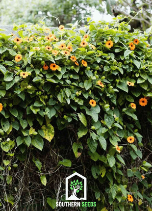 Black Eyed Susan Vine Mix – 50 Seeds
