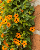 Black Eyed Susan Vine Mix – 50 Seeds