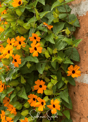 Black Eyed Susan Vine Mix – 50 Seeds