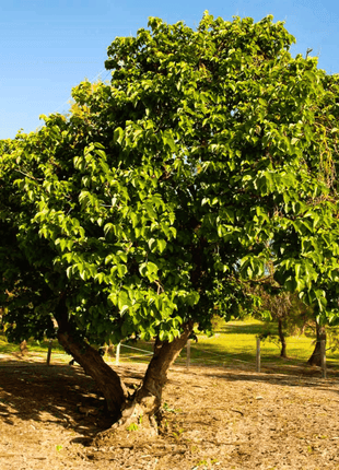 Black Mulberry – 50 Seeds