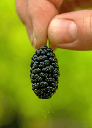 Black Mulberry – 50 Seeds