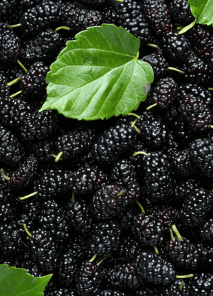 Black Mulberry – 50 Seeds