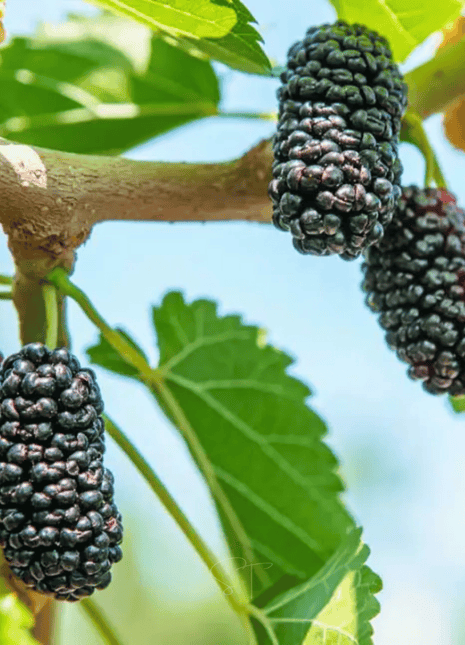 Black Mulberry – 50 Seeds