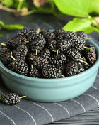 Black Mulberry – 50 Seeds