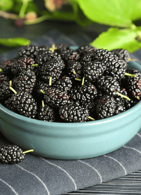 Black Mulberry – 50 Seeds
